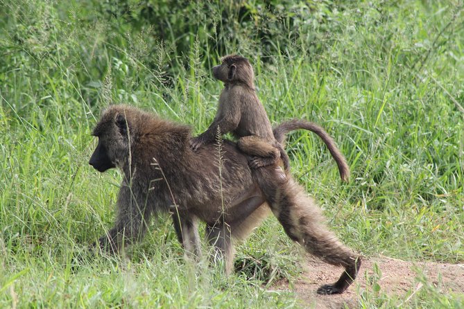 7-Day Murchison Falls, Chimps & Gorilla Trekking - Murchison Falls: open plains and the Nile in two days