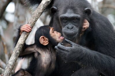 7-Day Private Uganda Gorilla Tracking Safari Tour From Entebbe