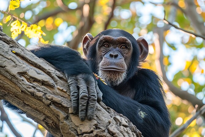 7-Day Private Uganda Gorilla Tracking Safari Tour From Entebbe - Day 4: Chimpanzees, Ishasha, and the road to Bwindi