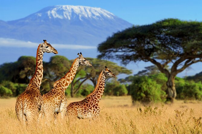 7-Day Private Uganda Gorilla Tracking Safari Tour From Entebbe - Day 5: The main event in Bwindi