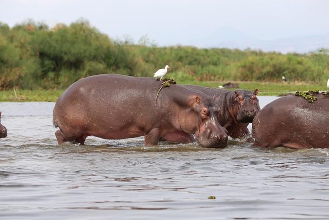 7-Day Uganda Adventure Safari - Midrange Lodges - The big picture: two parks, one demanding week