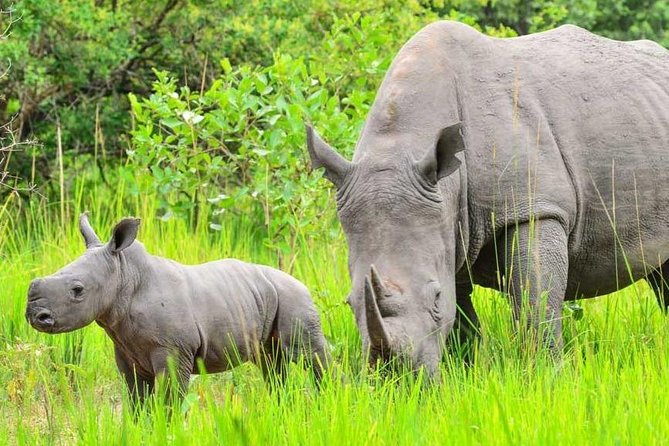 7-Day Uganda Adventure Safari - Midrange Lodges - Day 3: Murchison Falls from land and water