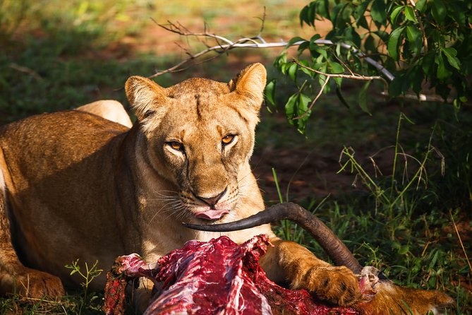 7-Day Uganda Adventure Safari - Midrange Lodges - Day 5: Kazinga Channel and Queen Elizabeth National Park