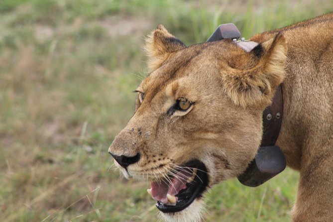 7-Day Wildlife Adventure Safari - Key points at a glance