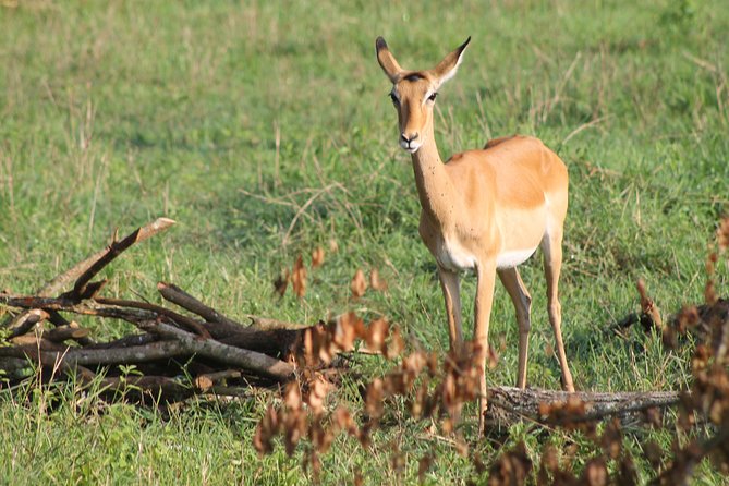 7-Day Wildlife Adventure Safari - A seven-day route through Uganda’s less-visited north