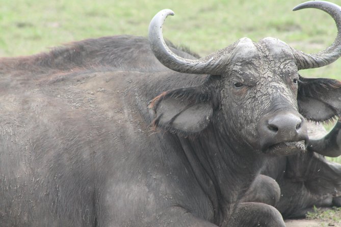 7-Day Wildlife Adventure Safari - Day 2: Sunrise wildlife and Karamajong culture