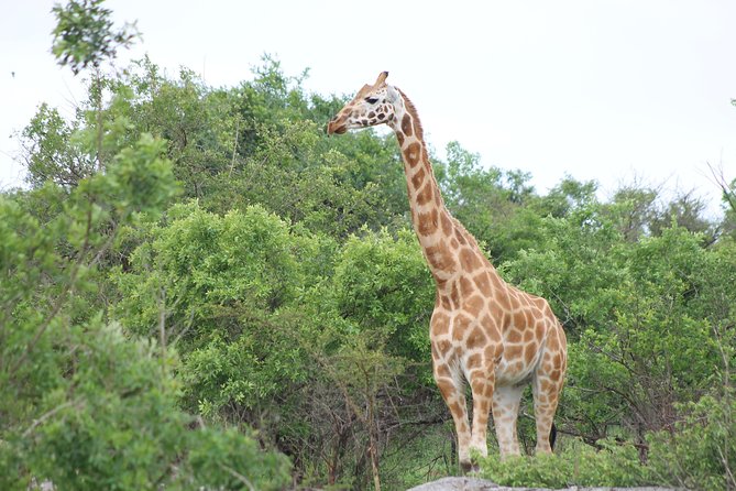 7-Day Wildlife Adventure Safari - Day 3: The long road to Kidepo Valley