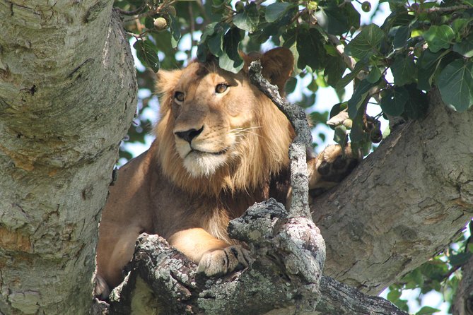 7-Day Wildlife Adventure Safari - Day 1: Sipi Falls and the first night at Pian Upe