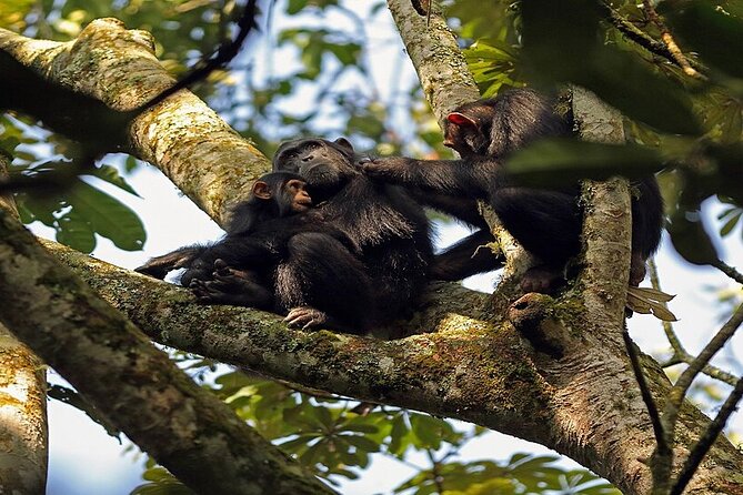 7 Days Flying Gorillas and Wildlife Safari Uganda Private Tour - Why this Uganda route works so well