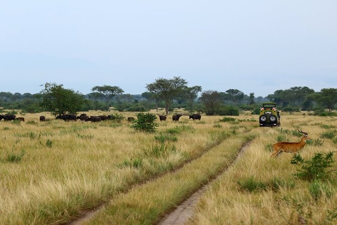 7 Days Flying Gorillas and Wildlife Safari Uganda Private Tour - Day 1: Kibale Forest and the optional Bigodi walk