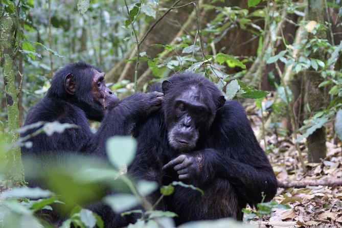 7 Days Fort Portal Culture Tour Western Uganda - Meeting Tooro, Rwenzururu and Bamadi traditions