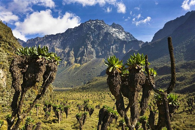 7 Days Rwenzori Summit (Margherita Peak) Hike - Why the Rwenzori route feels different