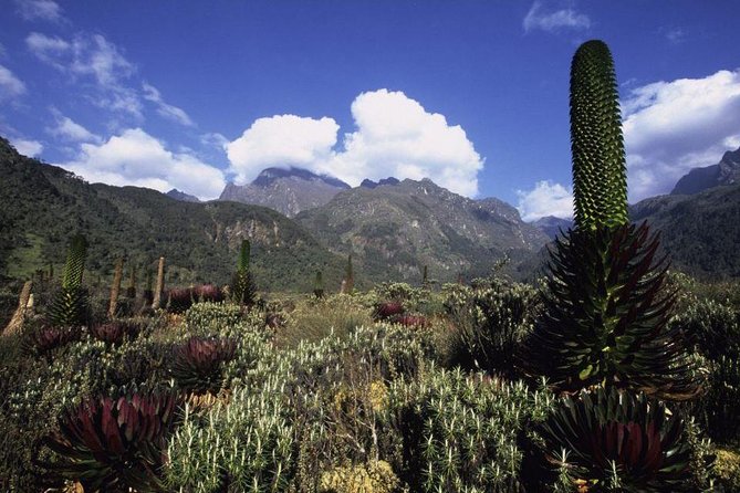 7 Days Rwenzori Summit (Margherita Peak) Hike - Day 3, John Matte Hut to Bujuku Hut