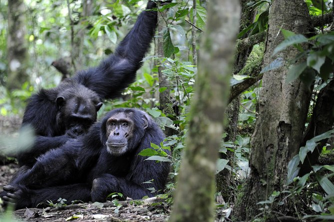 8-Day Classic Uganda Primates & Wildlife Tour - Eight days from Entebbe to the gorilla forest
