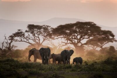 8-Day Classic Uganda Primates & Wildlife Tour