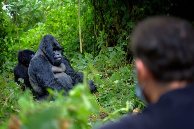 8-Day Classic Uganda Primates & Wildlife Tour - Day 3: Sunrise animals and the road to Nkuringo