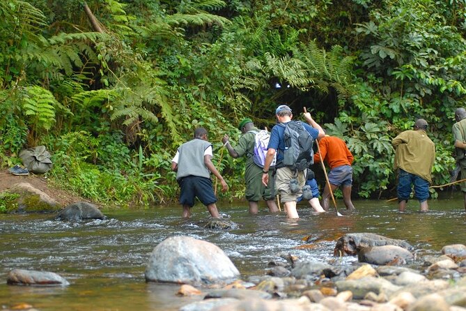 8-Day Classic Uganda Primates & Wildlife Tour - Day 4: The gorilla trek in Bwindi