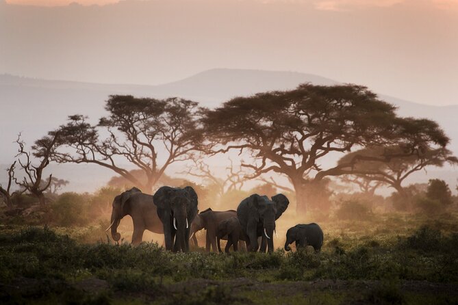 8-Day Classic Uganda Primates & Wildlife Tour - Day 1: Entebbe and the prehistoric shoebill