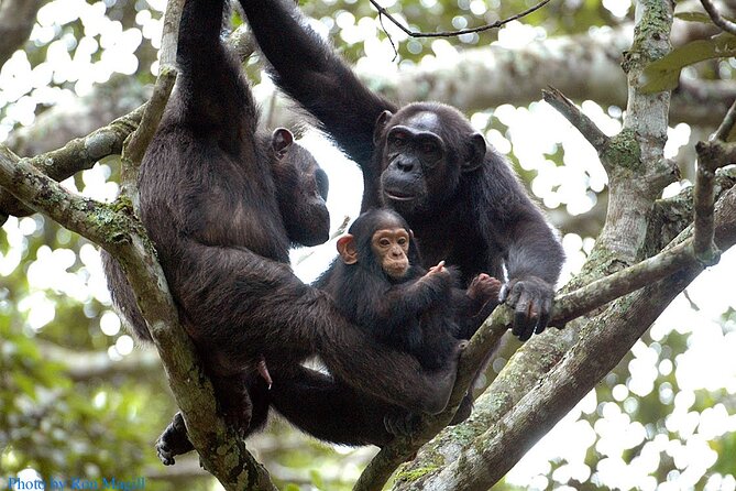 8-Day Murchison Falls, Chimp and Epic Gorilla Trekking - The trip at a glance