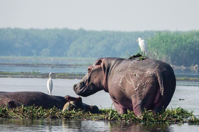 8-Day Murchison Falls, Chimp and Epic Gorilla Trekking - Why this Uganda route works