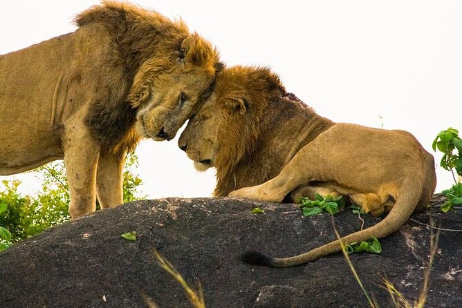 8-Day Murchison Falls, Chimp and Epic Gorilla Trekking - Day 3: The Nile Delta and the road to Kibale