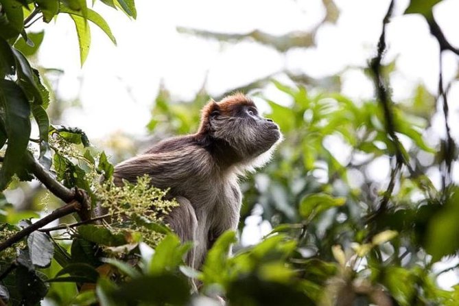 8-Day Murchison Falls, Chimp and Epic Gorilla Trekking Safari - Five things to know before booking