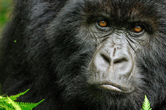 8-Day Murchison Falls, Chimp and Epic Gorilla Trekking - Day 1: Ziwa rhinos and Murchison Falls