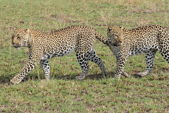 8-Day Private Uganda Big 5 Luxury Safari with Gorillas and Chimps - Murchison Falls Game Drive and the Albert Nile Cruise