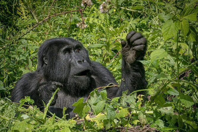 8-Day Private Uganda Big 5 Luxury Safari with Gorillas and Chimps - Ishasha and the Search for Tree-Climbing Lions