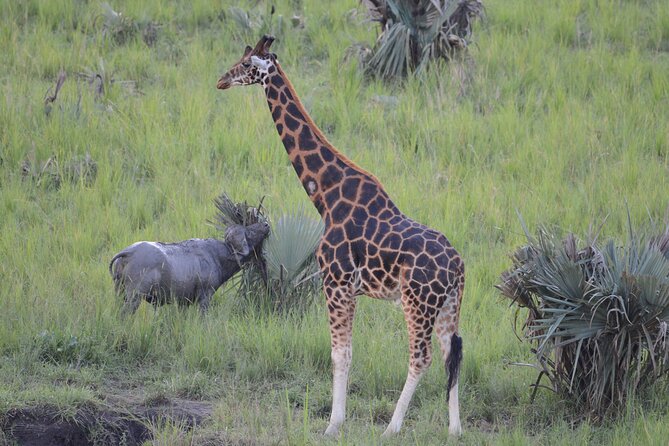 8-Day Private Uganda Big 5 Luxury Safari with Gorillas and Chimps - Gorilla Tracking in Bwindi Impenetrable Forest