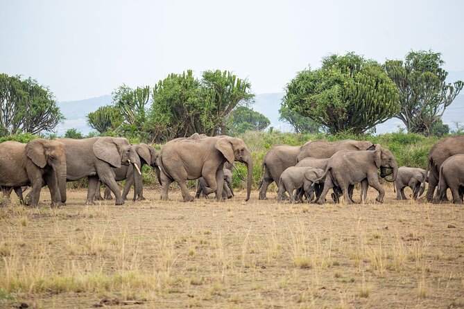 8-Day Private Uganda Big 5 Luxury Safari with Gorillas and Chimps - The Long Transfer to Kibale Forest