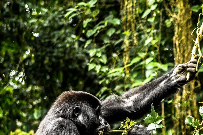 8 Days Gorillas, Primates & Wildlife Safari Uganda Safari - Day 2: Chimpanzees and the Bigodi swamp