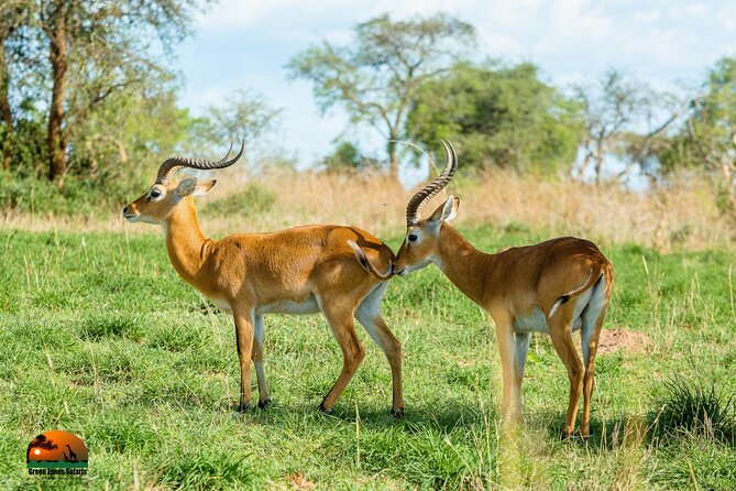 8 Days Gorillas, Primates & Wildlife Safari Uganda Safari - Day 4: Game drive and the Kazinga Channel