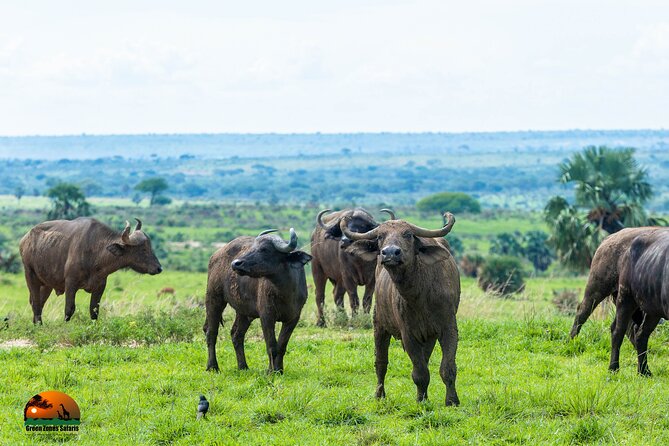 8 Days Gorillas, Primates & Wildlife Safari Uganda Safari - Day 6: The Bwindi gorilla trek