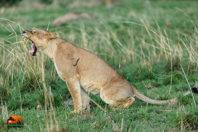 8 Days Gorillas, Primates & Wildlife Safari Uganda Safari - Day 7: From Bwindi to Lake Mburo