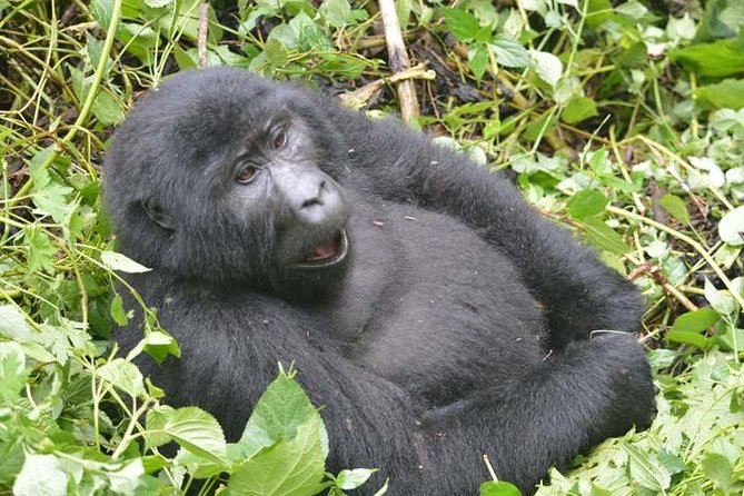 8 days Murchison Falls, Chimpanzee & Gorilla Trekking Safari - A big Uganda circuit for $4,209 per person