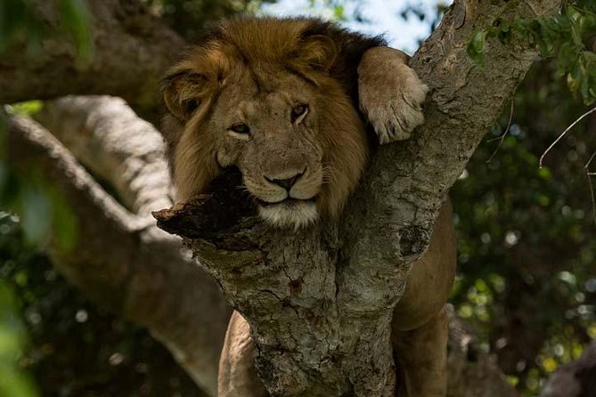 8 days Murchison Falls, Chimpanzee & Gorilla Trekking Safari - Day 1: Rhinos first, then the road to Murchison Falls