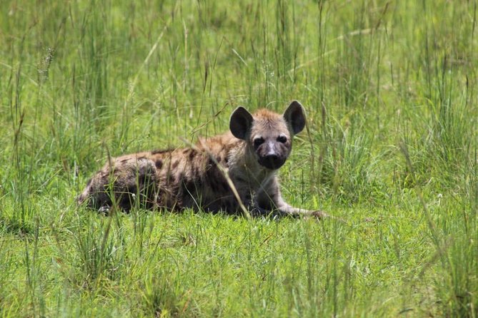 8 Days Uganda Primates Safari - Day 4: wildlife and water on the Kazinga Channel