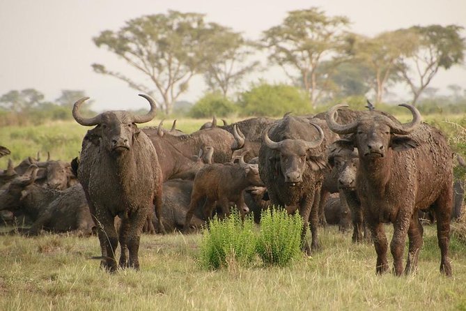 8 Days Uganda Primates Safari - The cultural side of Bwindi