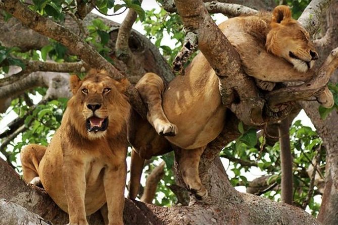 8 Days Uganda Primates Safari - Day 7: Igongo and Lake Mburo