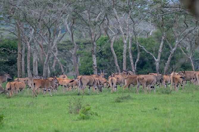 8 Days Uganda Primates Safari - Day 8: walking safari, the equator, and Entebbe
