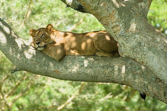 9 Best of Uganda gorilla and wildlife safari - Key points before you book