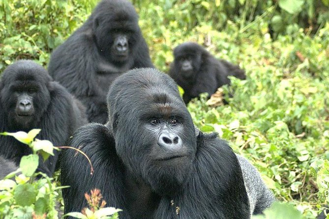 9 Best of Uganda gorilla and wildlife safari - Day 1: A simple start in Kampala