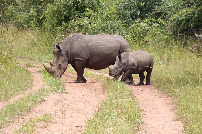 9 day Gorilla Trekking, Chimpanzee & Wilderness Safari (mid-range) - Day 1: Rhinos at Ziwa, then the Nile at Murchison Falls