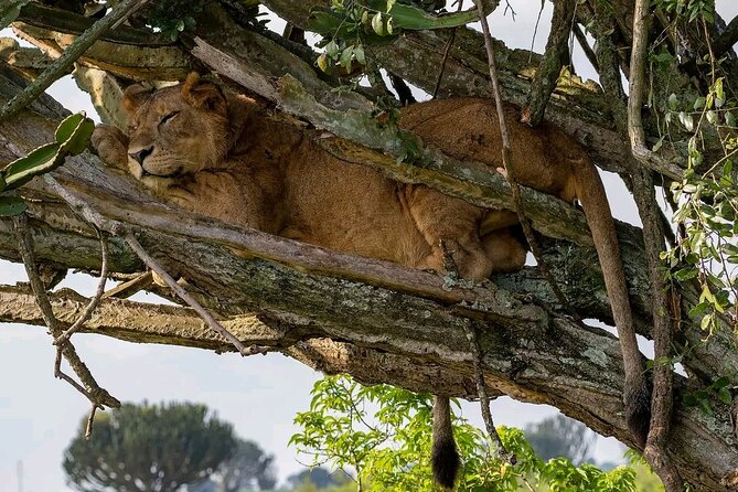 9-Day Private Uganda Wildlife Safari - Day 3: The long road to Kibale Forest
