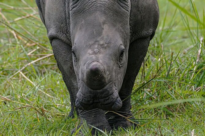 9-Day Private Uganda Wildlife Safari - Day 4: Chimpanzees and the Kibale swamp walk