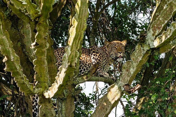 9-Day Private Uganda Wildlife Safari - Day 5: Hippos on the Kazinga Channel