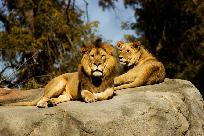 9 Days Uganda Wildlife Safaris, Gorilla Trekking & Hiking - Day 5: Chimpanzees, forest trails, and the Mountains of the Moon