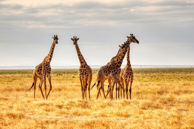 9 Days Uganda Wildlife Safaris, Gorilla Trekking & Hiking - Day 7: A confusing itinerary day before Bwindi
