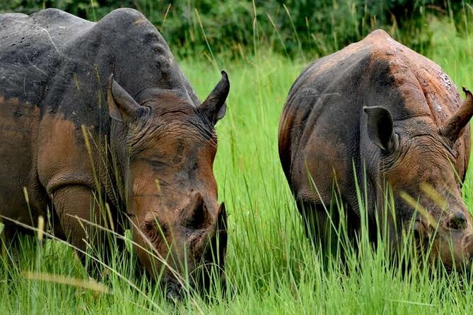 A Thrilling 1-Day Rhino Tracking Tour in Uganda - Key points to know before booking